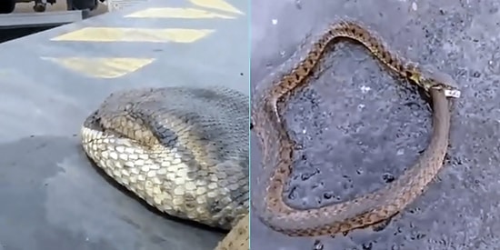 Ekosistemin Akılalmaz İşleyişi İçinde Vuku Bulmuş 22 Acayip Ötesi Görüntü