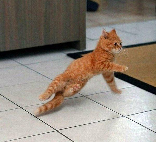4. Bu kedi harika bir dansçı!