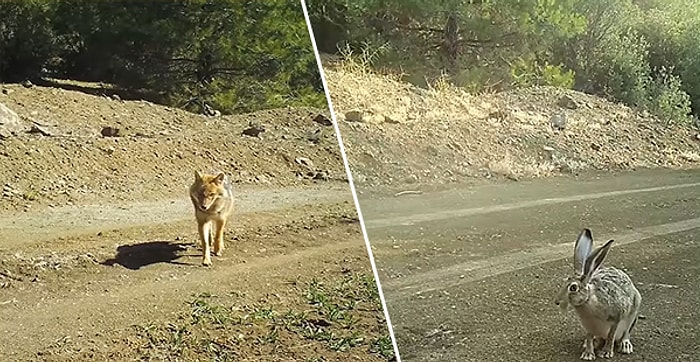 Burdur'da Yolun Kenarına Kurulan Fotokapanla Kaydedilen Yaban Hayatı, 7 Dakikalık Görsel Şölen Sunuyor!