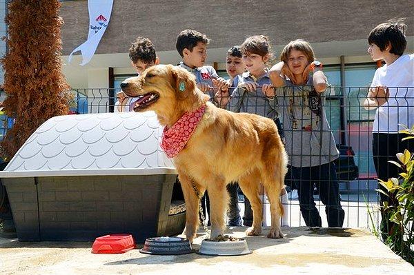 18. Trabzon’da Milli Eğitim'in çok hoş bir projesi var; her okula bir kulübe ve sokak köpeği verilmeye başlandı.