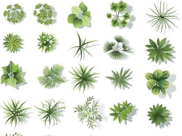 8. Выберите растение: