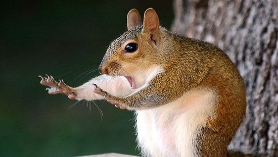 Объявлены финалисты Comedy Wildlife Photography Awards 2018, и они точно поднимут вам настроение