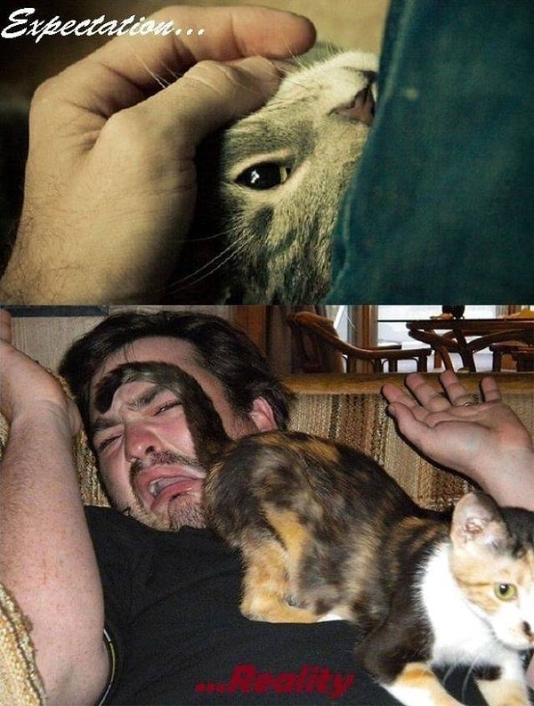 8. Да, котики засранцы