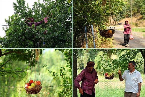 19. Bingöllü 62 yaşındaki Ömer Çakır, yetiştirdiği elmaları bahçesinin kenarına astığı "göz hakkı sepeti" ile yoldan geçenlere ikram ediyor.