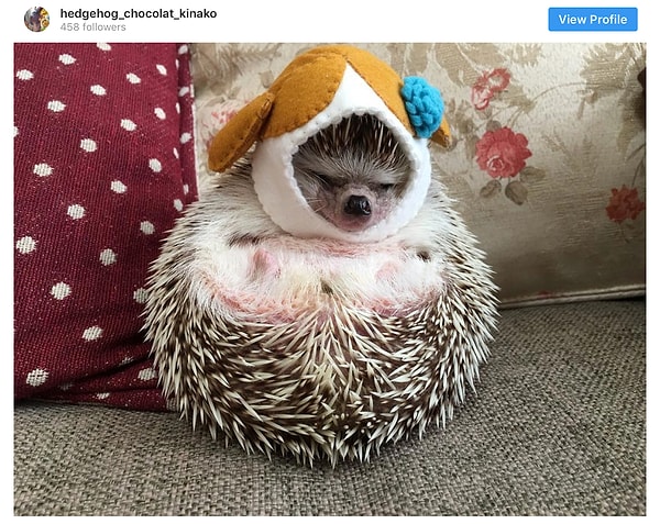 2. А вот этот интроверт в шапочке предпочел бы просто хорошенько вздремнуть...