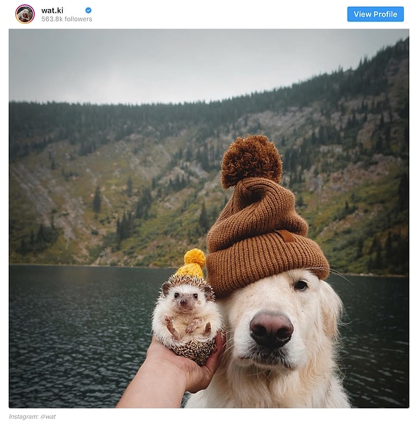 4. Малыш на фото любит гармонировать со своим приятелем.