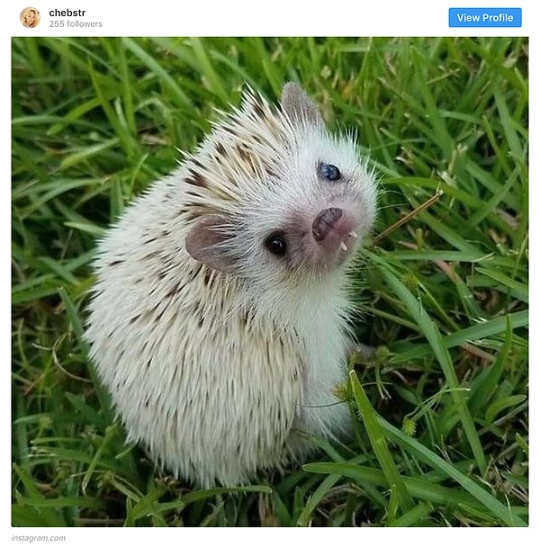 7. Перед этим взглядом невозможно устоять!