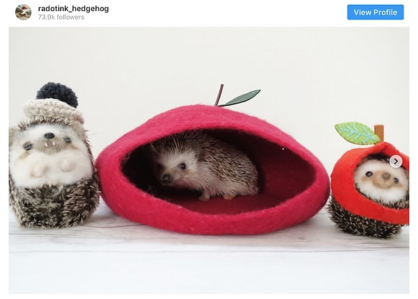 14. Уютный домосед