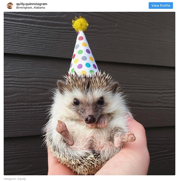 15. Колючий приятель на фото знает, как выглядеть на все 100 в свой день рождения!