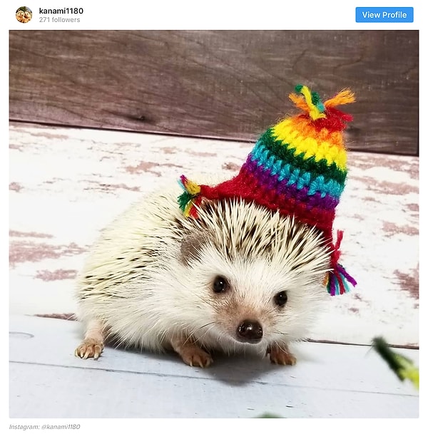 16. Этот непоседа сможет раскрасить любой хмурый денек.