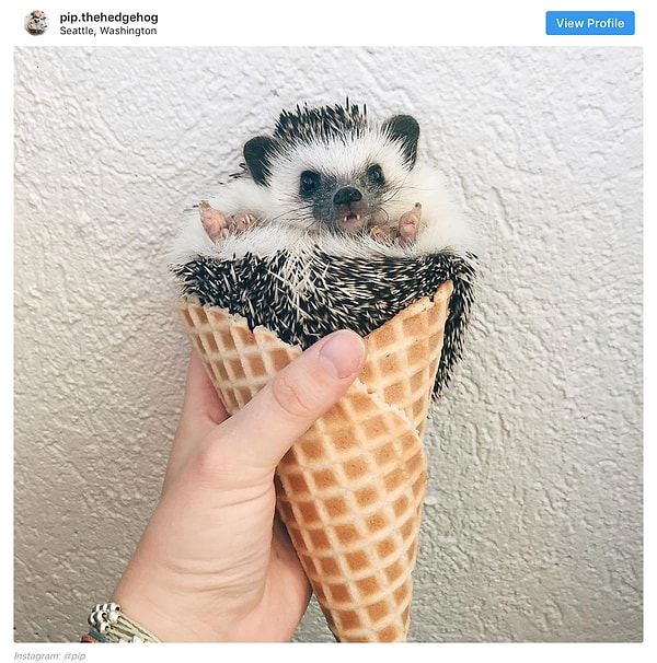 18. Этого кроху так и хочется съесть! (в переносном смысле, конечно 😁)