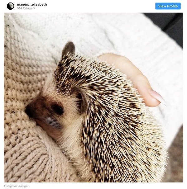 20. Ежам тоже нужна 💕