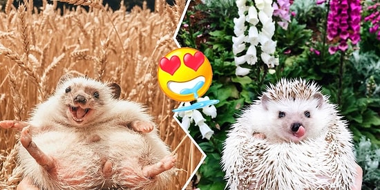 Колючие мини-звезды Инстаграма, которые бы составили серьезную конкуренцию ёжику в тумане