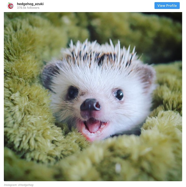 19. Самый фотогеничный из жителей леса