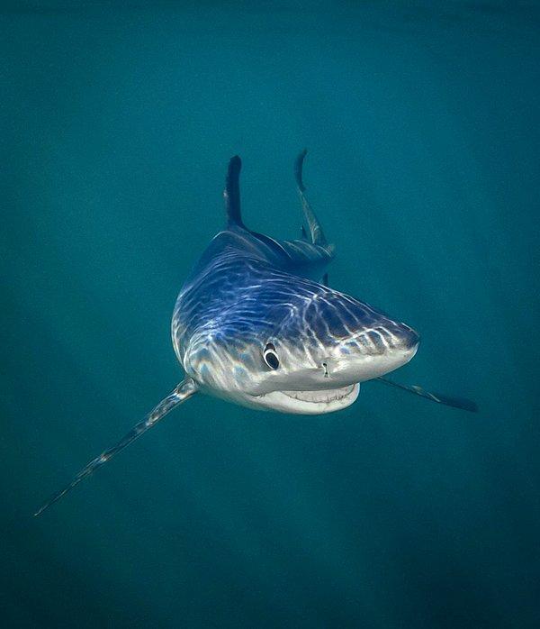 32. Gülümseyen mavi köpekbalığı.