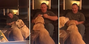 İhtiyacı Olmamasına Rağmen Arkadaşından Görüp İnsan Dostundan Kulak Damlası Damlatması İçin Sıra Bekleyen Köpek