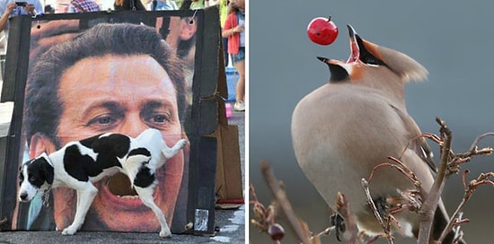 «Замрите, я снимаю»: ошеломляющие фото, сделанные в самый подходящий момент