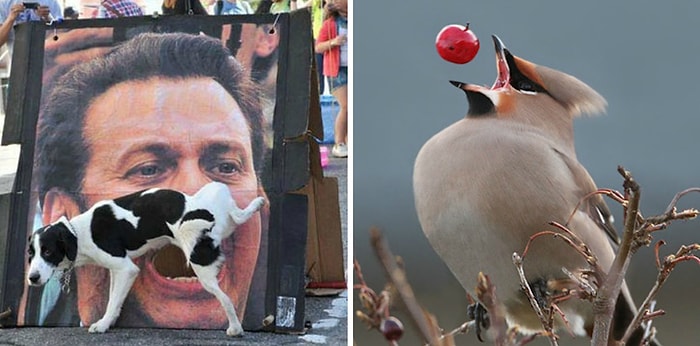 «Замрите, я снимаю»: ошеломляющие фото, сделанные в самый подходящий момент