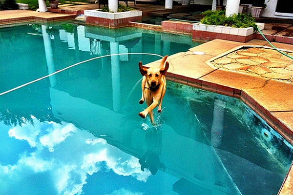 15. Ого! Да это же ходящая по воде собака!