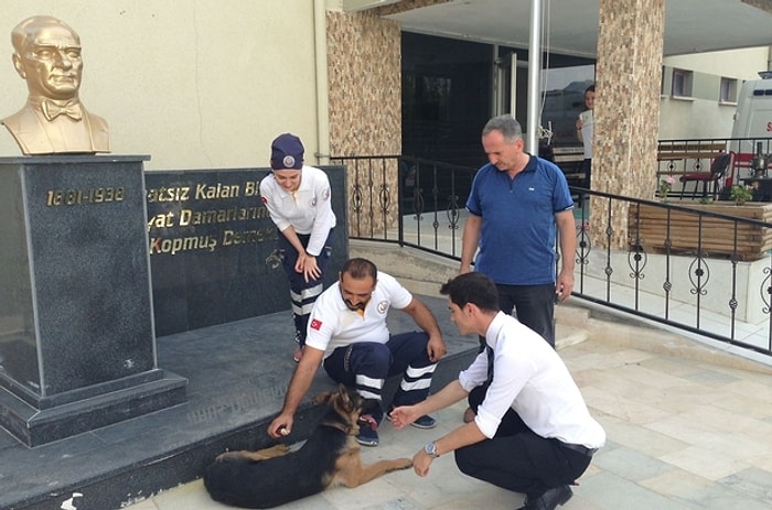 Hastanenin Acil Servisine Giderek Yaralı Ayağını Tedavi Ettiren Köpek