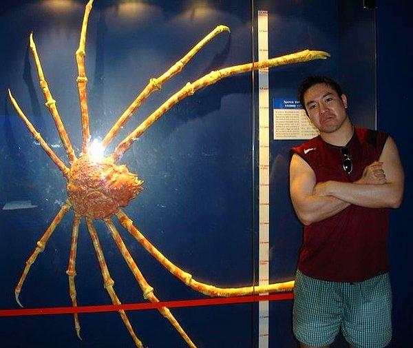 15. Dünyadaki en uzun bacak boyuyla Japon örümcek yengeci ile tanışın!