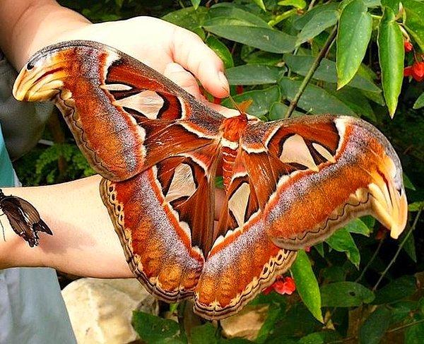 21. Atlas kelebeği gezegenimizdeki en büyük kelebeklerden biri!