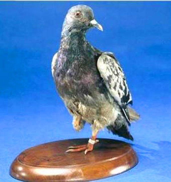 1. Dünya Savaşı esnasında bir mesaj güvercini, bir ayağını ve gözünü kaybedip göğsünden vurulmasına rağmen mesajı ulaştırmıştır. Ve bu mesaj 194 askerin hayatını kurtarmıştır.