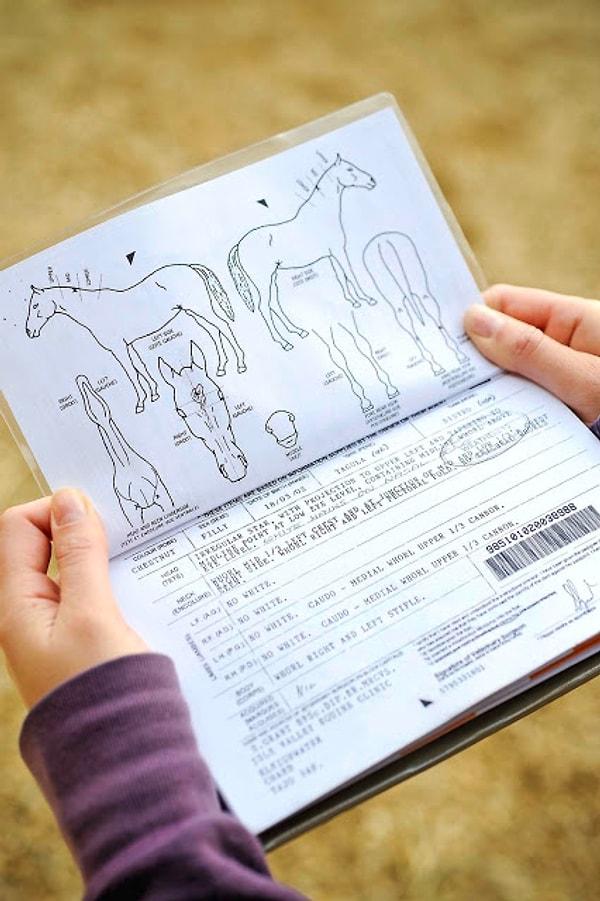 85. Birleşik Krallık'ta atların ve eşeklerin özel pasaportları vardır.
