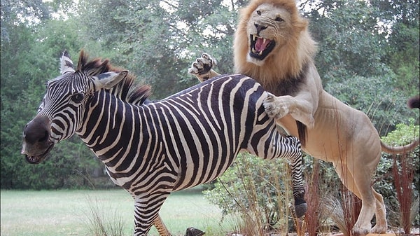 1. Какое из нижеприведённых животных не является хищником?