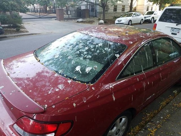 17. Голуби страшны в гневе, не шутите с ними!