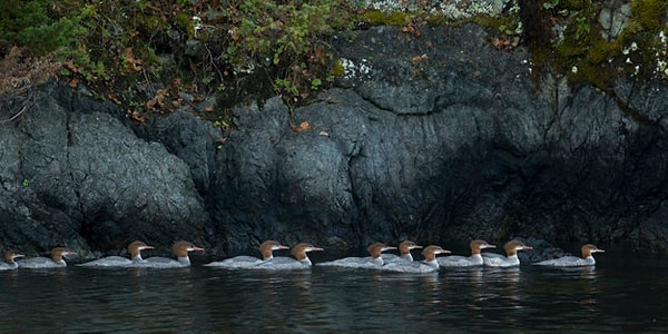 7. Летела стая уток. Одна впереди, две позади; одна позади и две впереди; одна между двумя и три в ряд. Сколько летело уток?