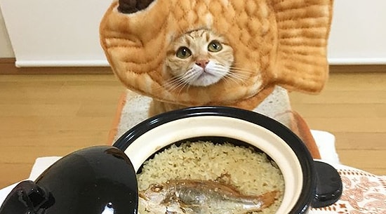 Ты - это то, что ты ешь: забавные котейки из корейского инстаграма, которые точно сделают твой день