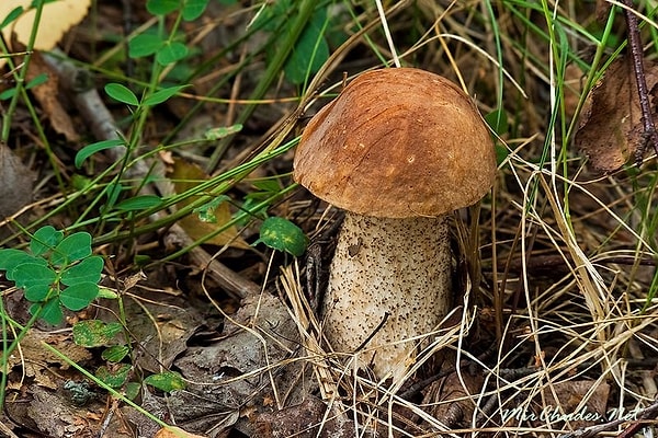 8. А этот гриб возьмёте с собой?