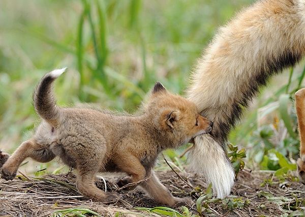 7. В 2009 году один лисенок попал в капкан и пробыл в нем две недели. Он смог выжить только потому, что его мама каждый день приносила ему еду.