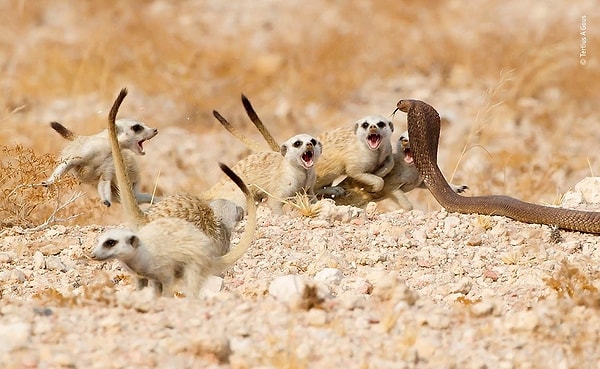 2. Банда сурикатов (Териус А. Гоус)