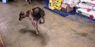 Arka İki Bacağını Trafik Kazasında Kaybettikten Sonra Tekerlekli Sandalyeyi Reddedip Hayata Tutunmaya Çalışan Köpek