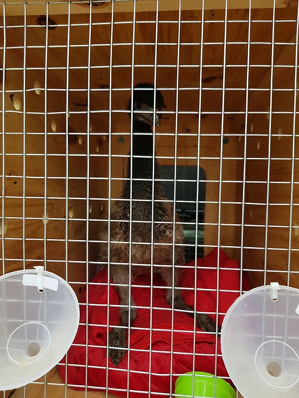 Тем не менее, Пол каким-то образом заражается непонятной инфекцией и всего ночь спустя начинает испытывать трудности с ходьбой, ничего не ест и не пьет.