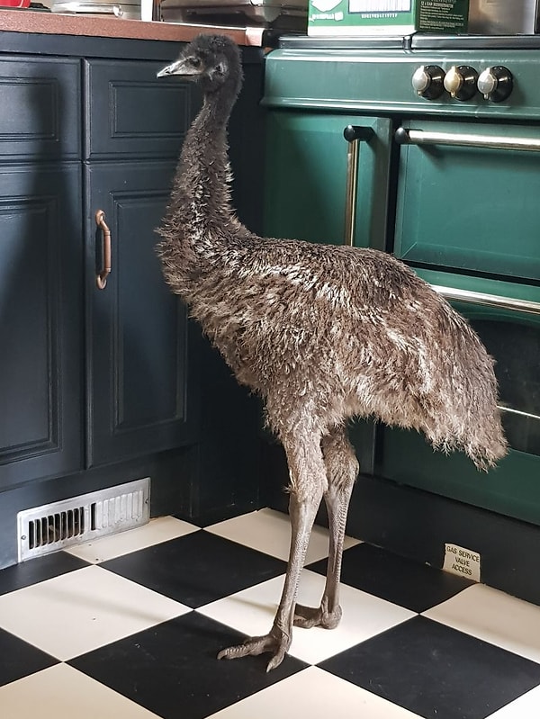 Конечно же, Пол не сдаётся, и через две недели он опять здоров как раньше 💕