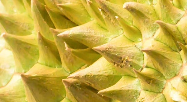 4. Какой плод перед вами?