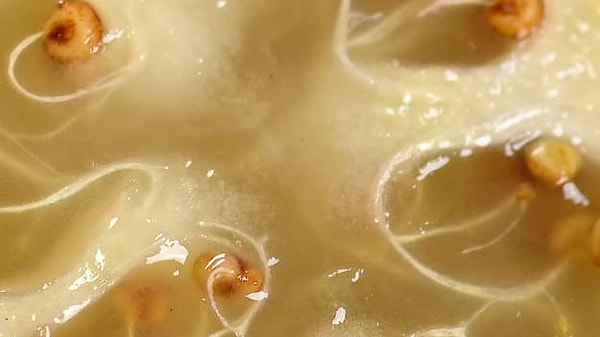 9. Что скажете относительного этого фрукта или ягоды?