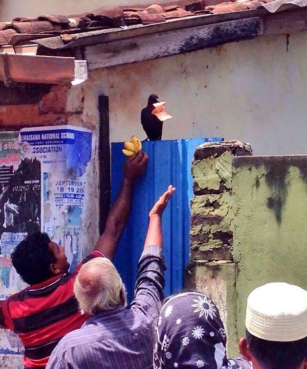 20. Ворона украла 100 баксов у этих парней