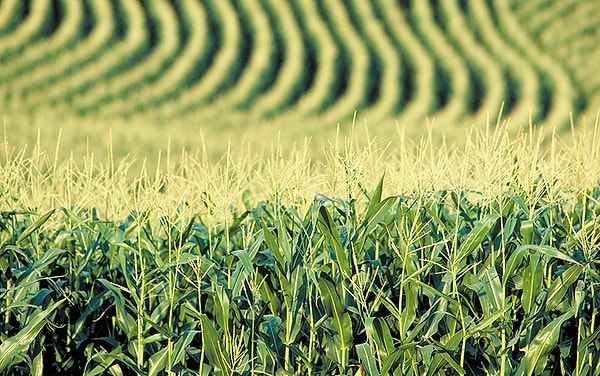 9. Кто приказал выращивать кукурузу в России?