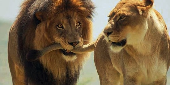 Flört Etme Tarzının Hayvanlar Aleminde Hangi Çiftleşme Dansına Denk Düştüğünü Söylüyoruz! 😂