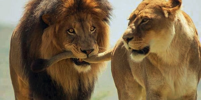 Flört Etme Tarzının Hayvanlar Aleminde Hangi Çiftleşme Dansına Denk Düştüğünü Söylüyoruz! 😂