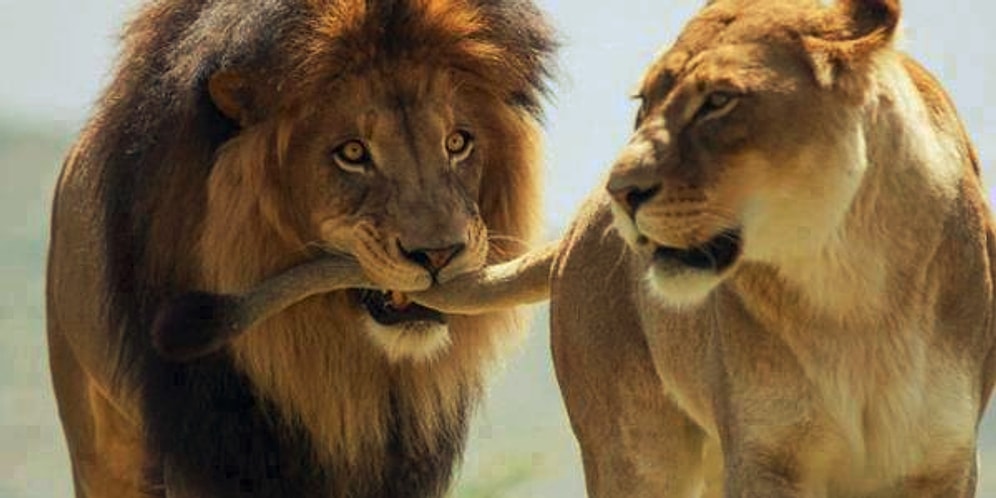 Flört Etme Tarzının Hayvanlar Aleminde Hangi Çiftleşme Dansına Denk Düştüğünü Söylüyoruz! 😂