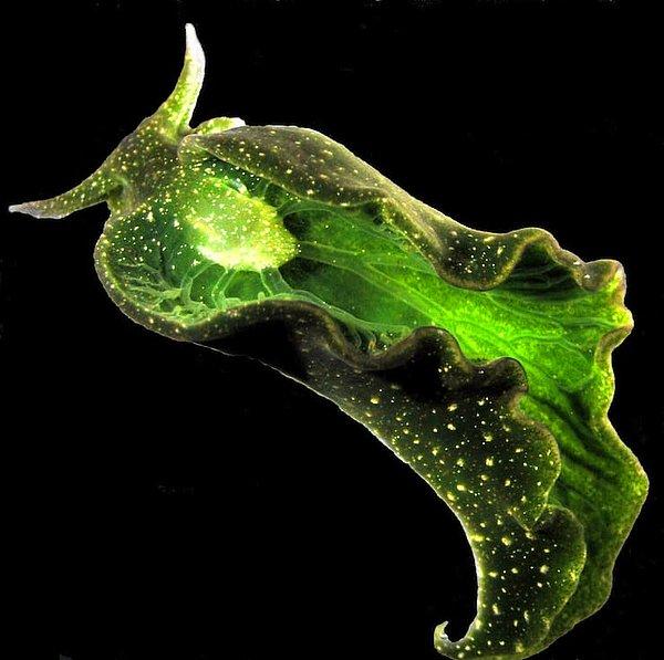 21. Aynı bitkiler gibi su altında fotosentez yapabilen bir deniz salyangozu türü var.