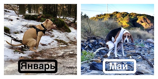 Календарь на 2019 с изображениями какающих собак станет самым запоминающимся подарком, который вы презентуете в этом году!