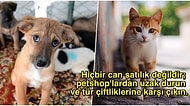 İnsanlık Ölmesin! Sokaktaki Hayvan Dostlarımız İçin Yapabileceğiniz Basit Ama Hayat Kurtarıcı Eylemler