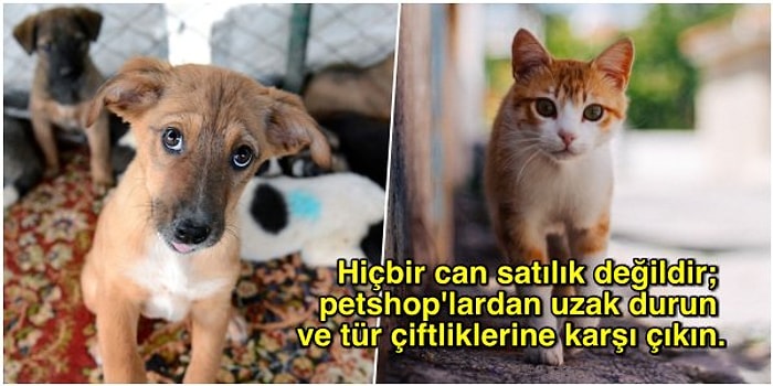 İnsanlık Ölmesin! Sokaktaki Hayvan Dostlarımız İçin Yapabileceğiniz Basit Ama Hayat Kurtarıcı Eylemler