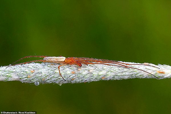 Tetragnatha binlerce örümcek türünün içinde bulunduğu genel bir tür adıdır.